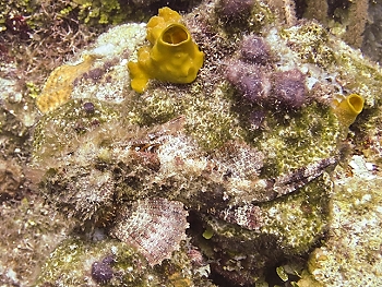 Spotted Scorpionfish<br>October 1, 2015